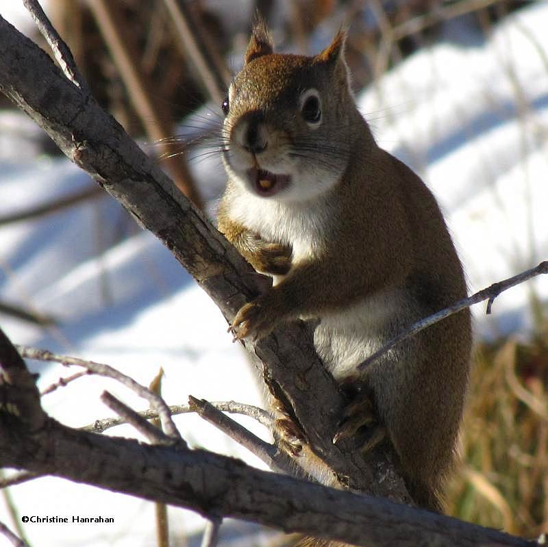 Red squirrel