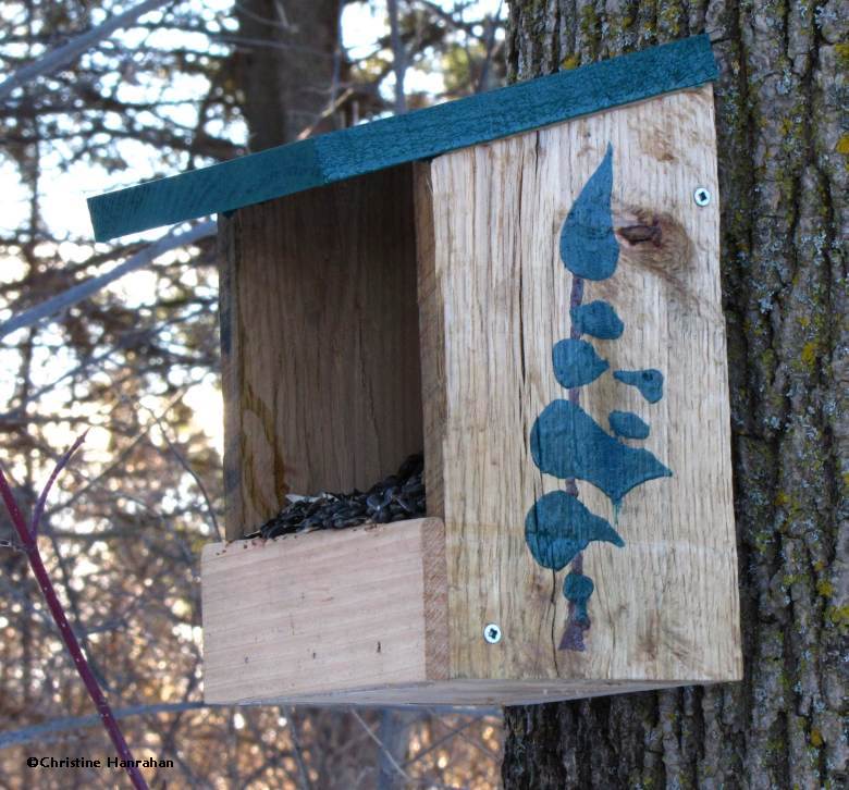 Bird feeder, Ash woods