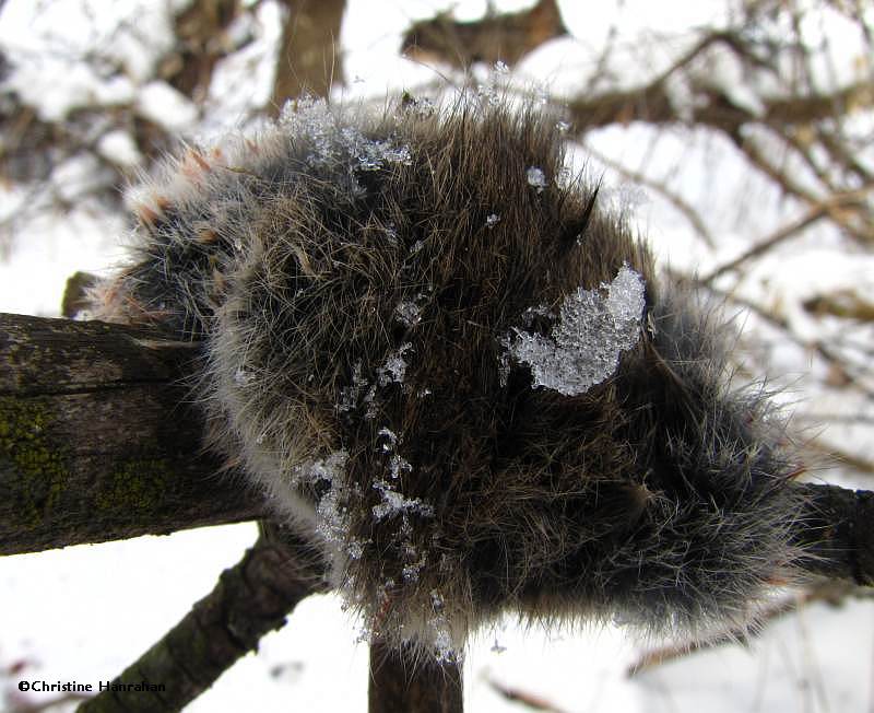 Pelt of mouse eaten by crow