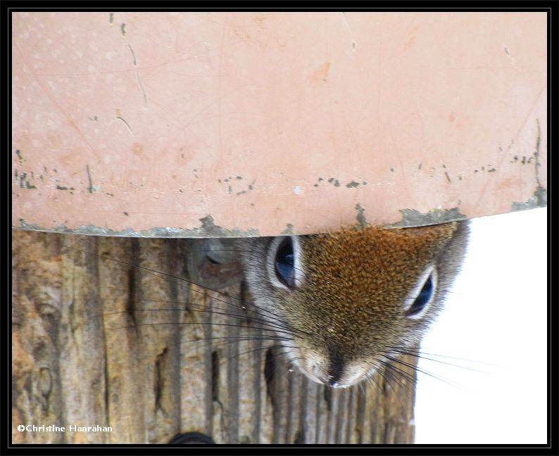 Peering out from under the squirrel baffle