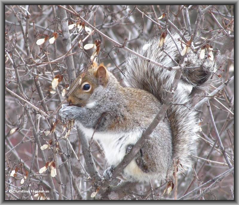 Grey squirrel in Amur maple