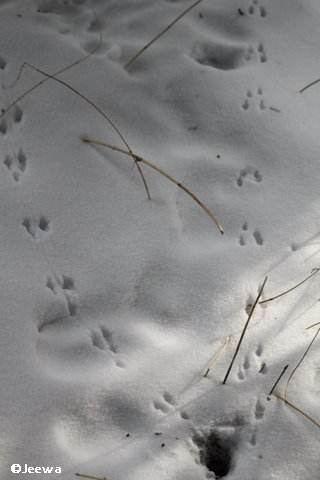 Tunnel and tracks of a mouse