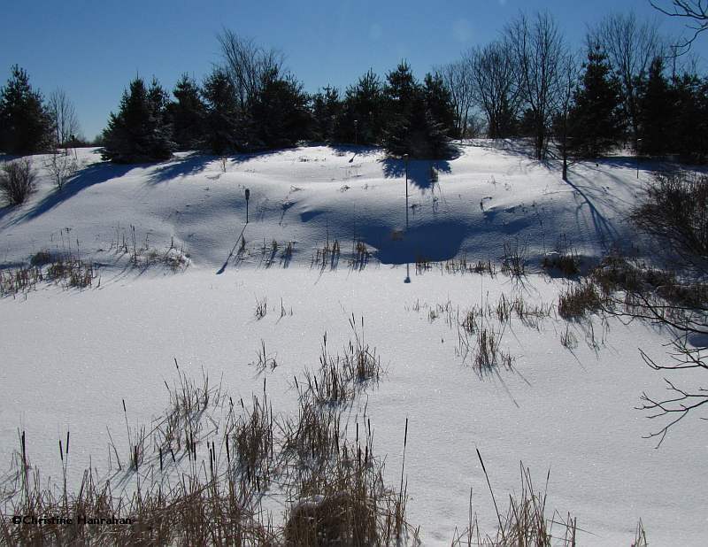 Amphibian pond under snow