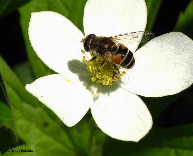 Hover fly (Eristalis arbustorum) on Canada anemone