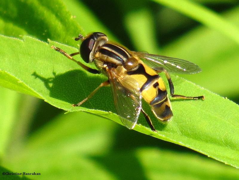 Hover fly (Helophilus sp.)