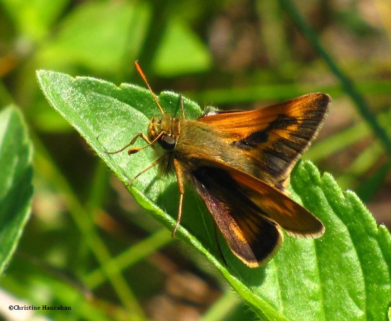 Long dash skipper (Polites mystic)