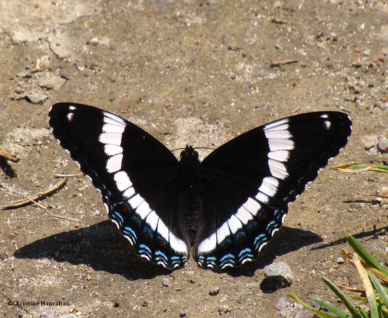 White admiral (Limenitis arthemis)