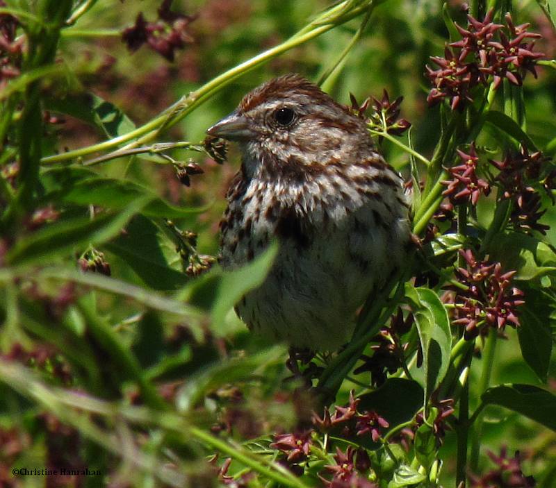 Song sparrow in Dog-strangling vine