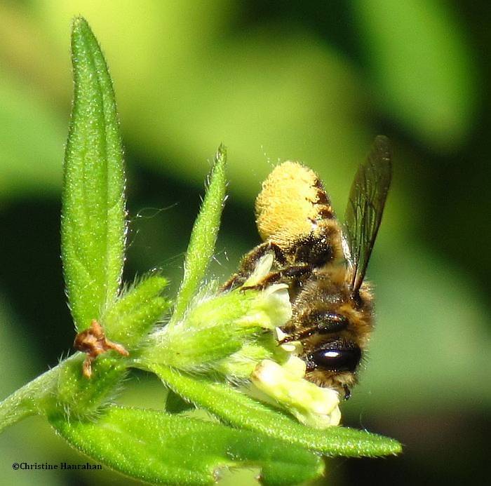 Leaf-cutter bee (megachilid) on corn gromwell