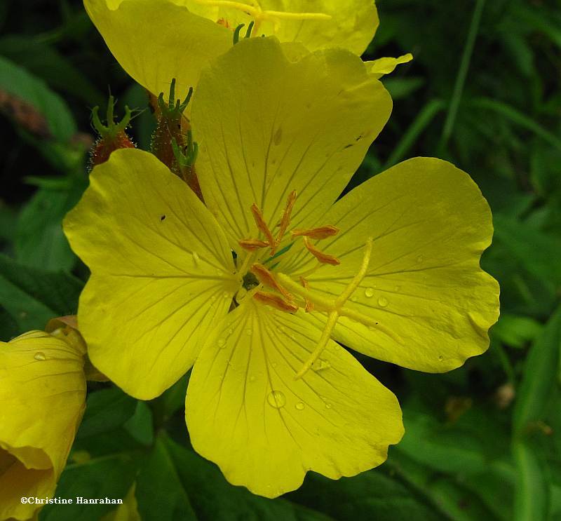 Sundrops (Oenothera)