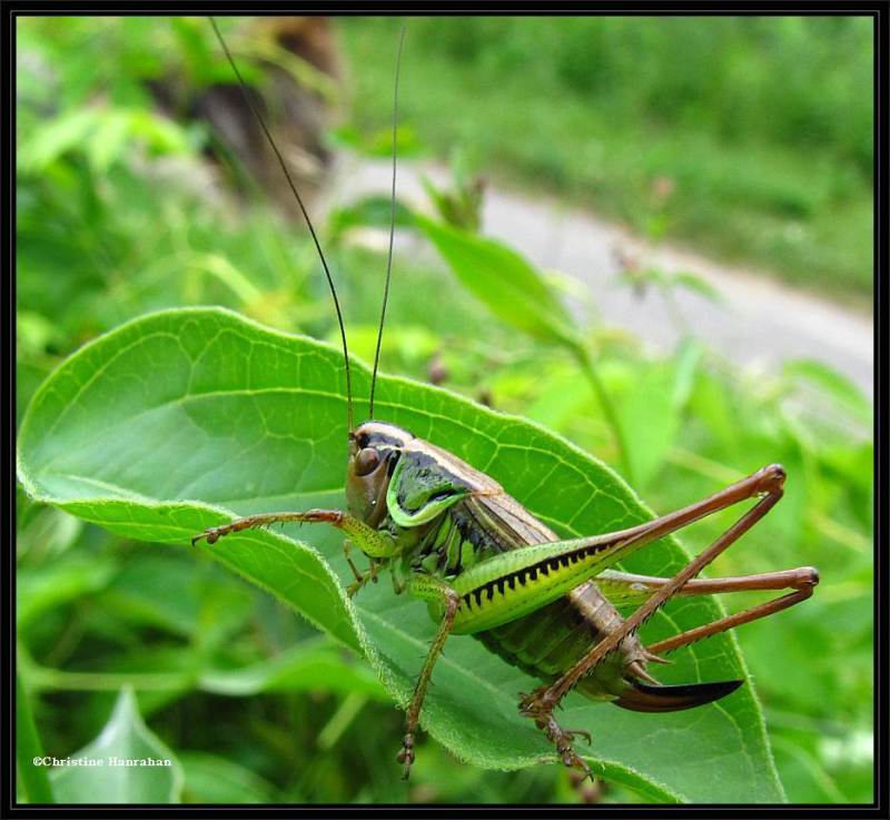 Roesel's katydid (Metreoptera roeselii), female