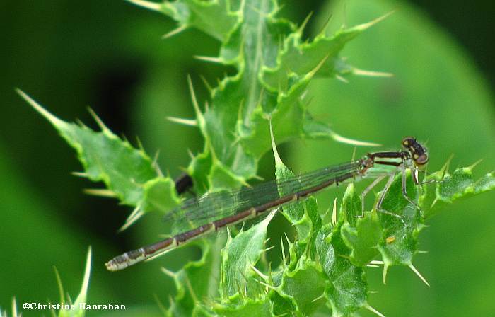 Eastern forktail (Ischnura verticalis)