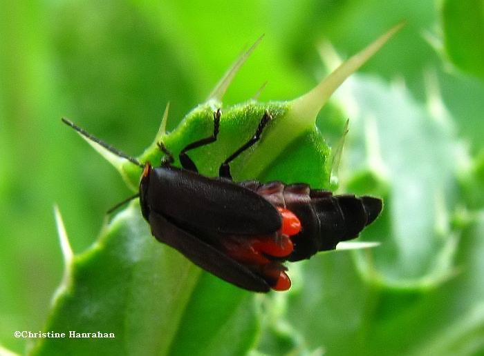 Firefly with mites