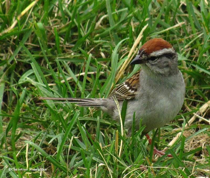 Chipping sparrow