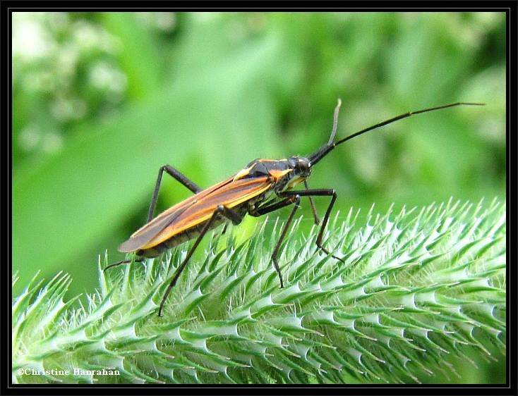 Plant bug  (Miris dolabratus) on Timothy grass