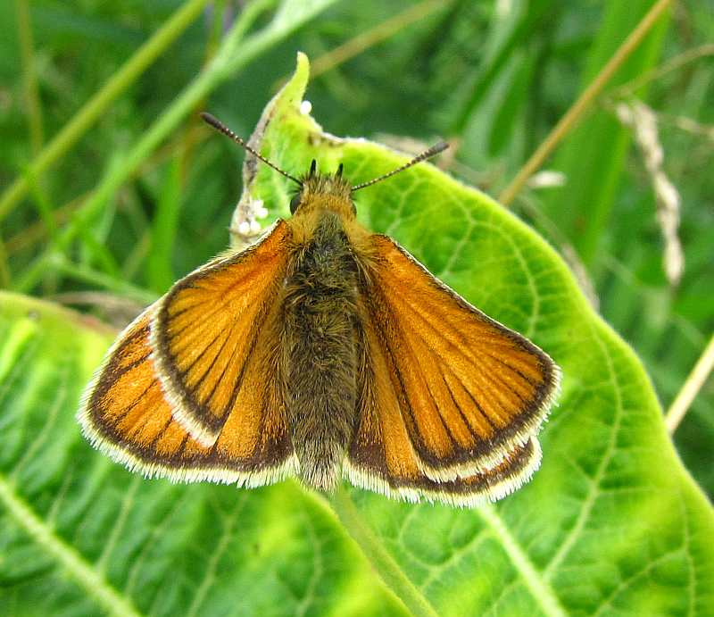 European skipper (Thymelicus lineola)