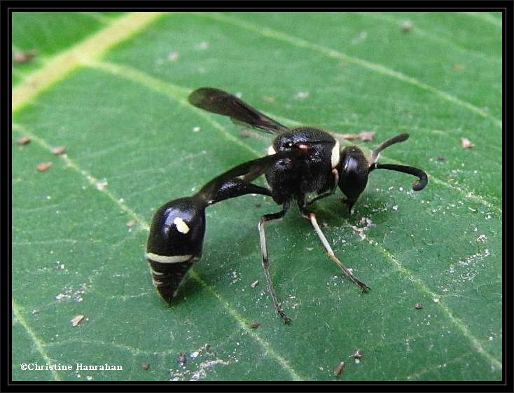 Potter wasp (Eumenes sp.)