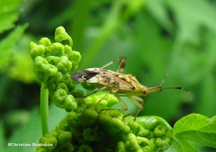 Plant bug (Neurocolpus)