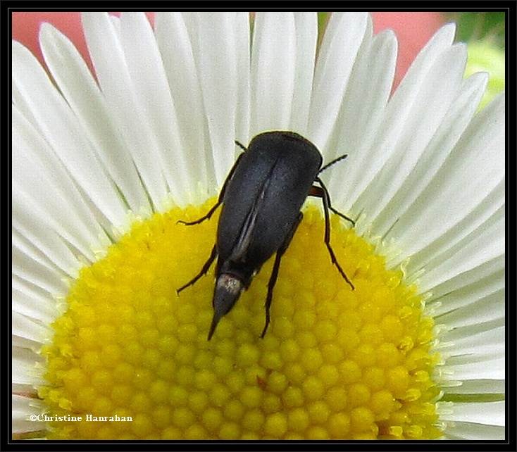 Tumbling flower beetle (Mordellistena)?
