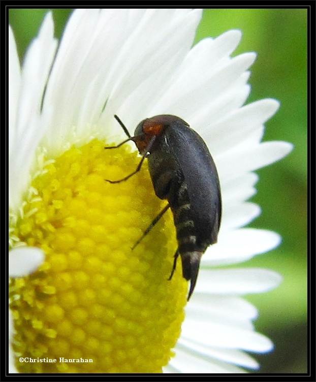 Tumbling flower beetle (Mordellistena ?)
