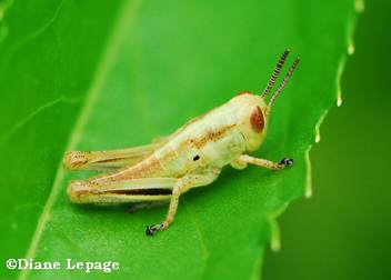 Immature grasshopper