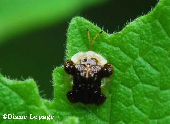 Clavate tortoise beetle (Plagiometriona clavata)