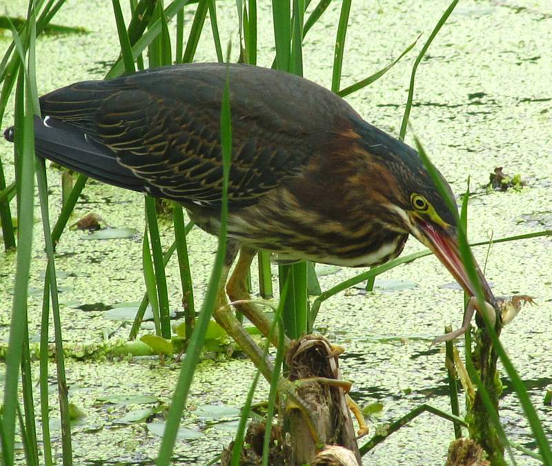 Green heron with frog