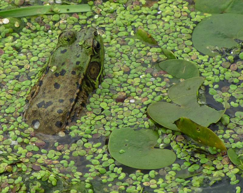 Green frog (Rana clamitans) in Amphibian Pond