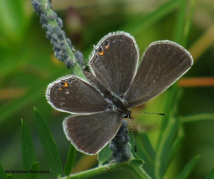 Eastern tailed blue  (Everes comyntas), female