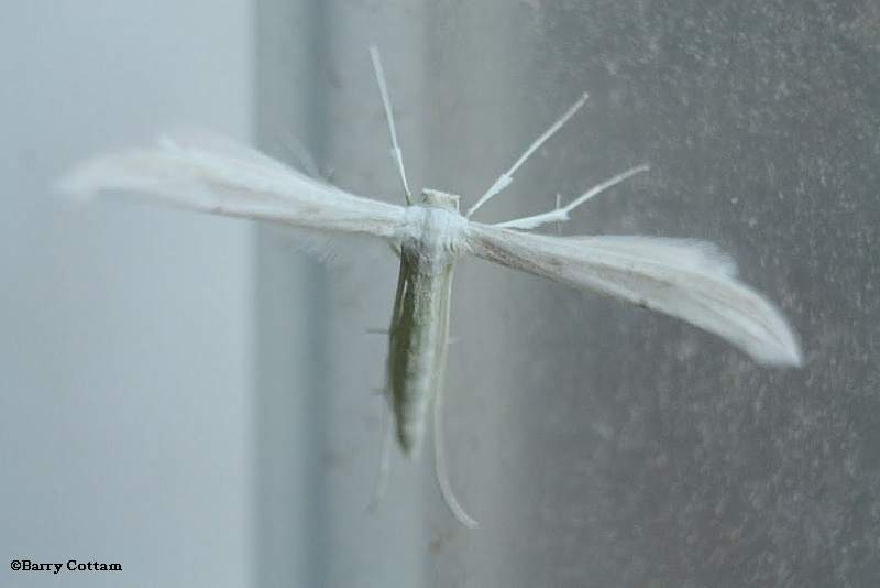 Plume Moth  (Pterophoridae)