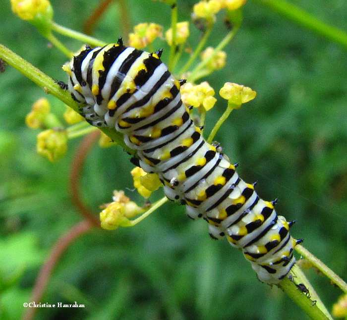 Early instar black swallowtail caterpillar (<em>Papilio polyxenes</em>)