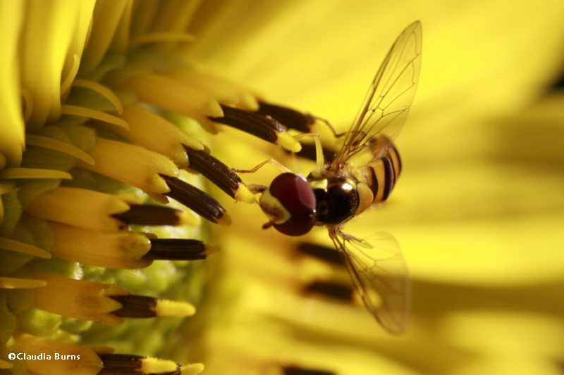 Hover fly (Allograpta)