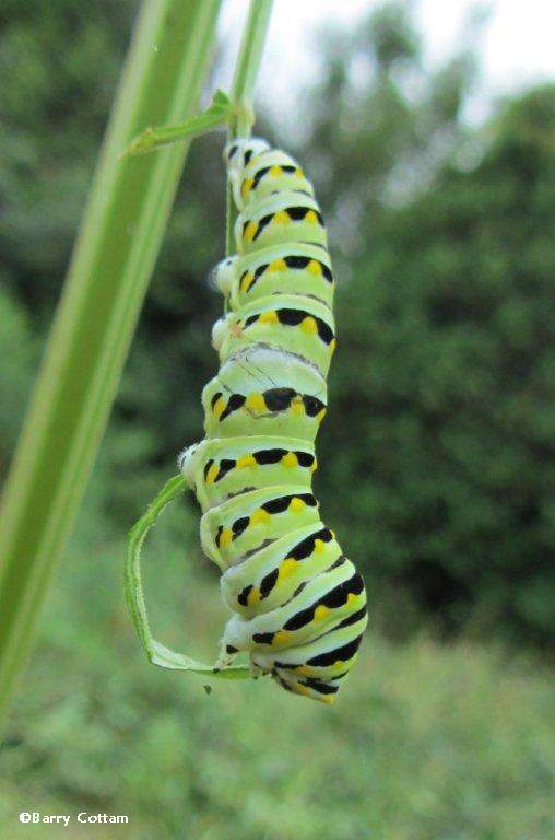 Black swallowtail caterpillar (Papilio polyxenes)