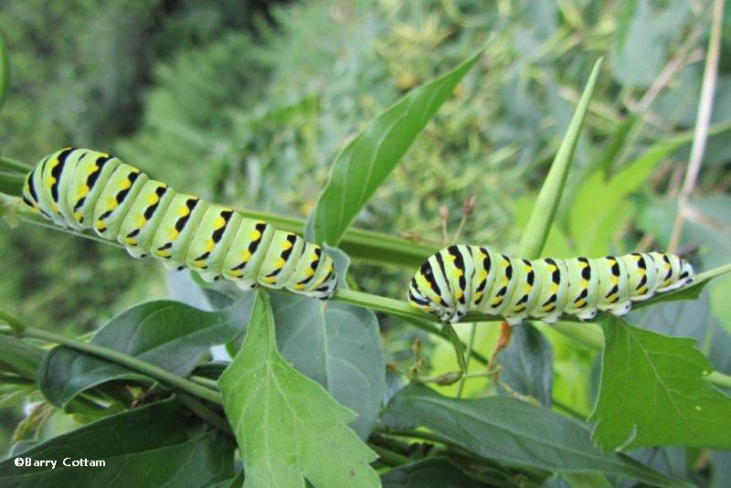 Black swallowtail caterpillars (Papilio polyxenes)