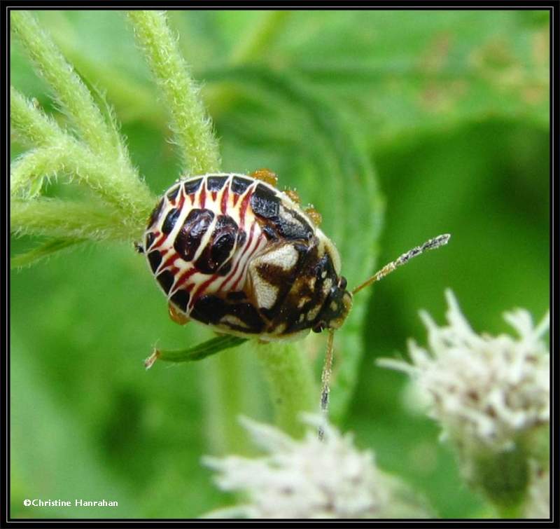 Stinkbug nymph, possibly one of the predatory stinkbugs