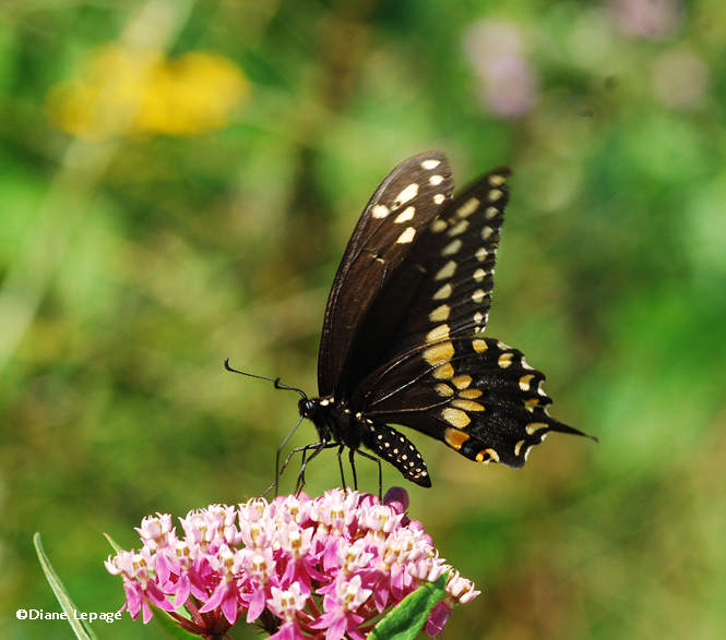 Black Swallowtail 