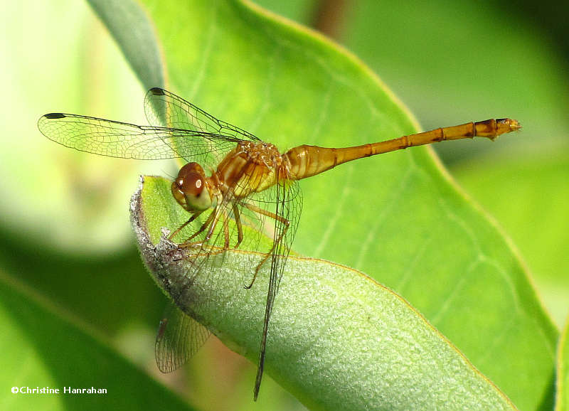 Autumn meadowhawk (Sympetrum vicinum)