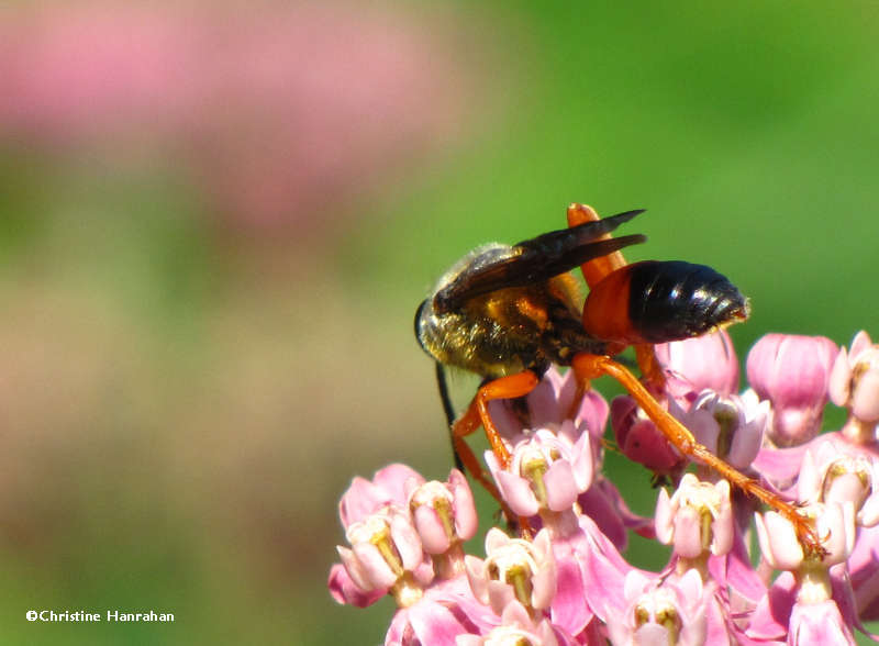 Sphex ichneumoneus