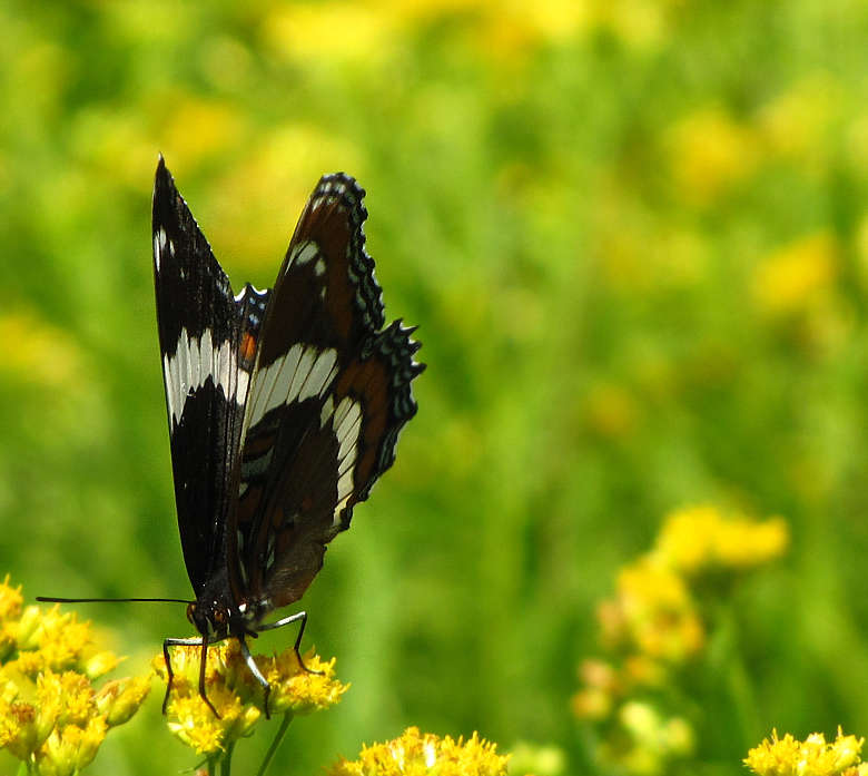 White admiral (Limenitis arthemis) on grass-leaved goldenrod