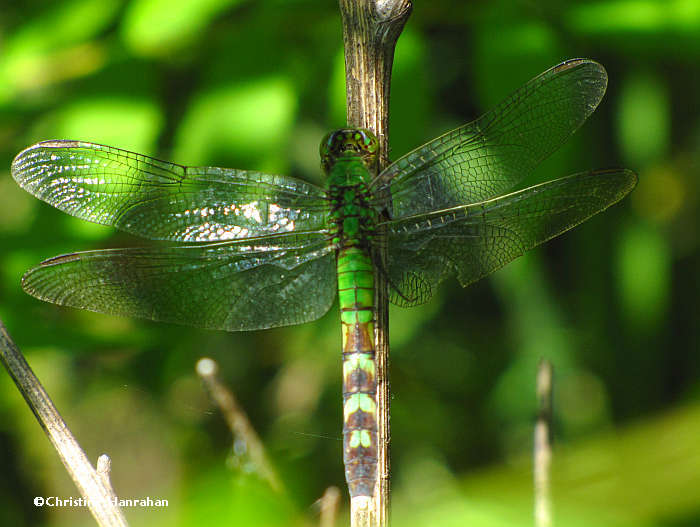 Common pondhawk, female (Erythemis simplicicollis)