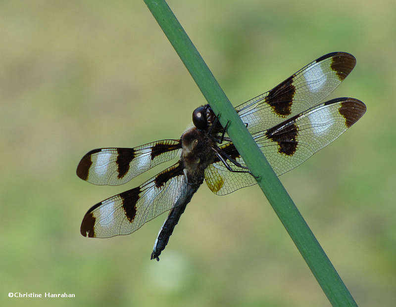 Twelve-spotted skimmer  (Libellula pulchella)