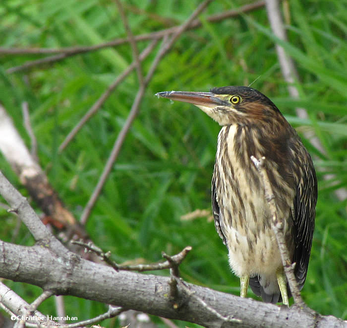 Juvenile Green Heron