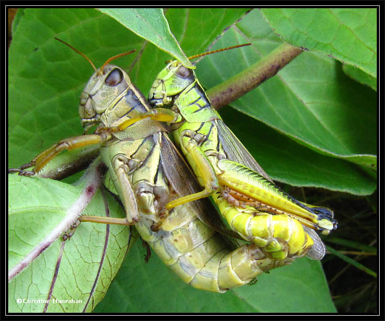 Mating grasshoppers