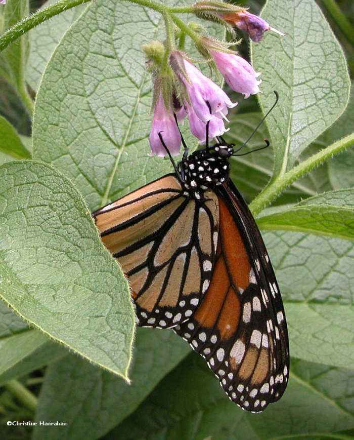 Monarch nectaring on comfrey (<em>Symphytum officinale</em>)