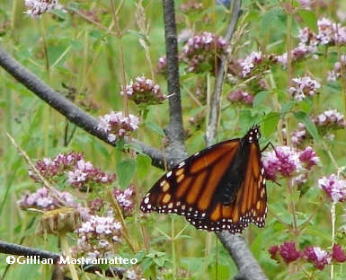 Monarch nectaring on Wild oregano (Origanum vulgare)