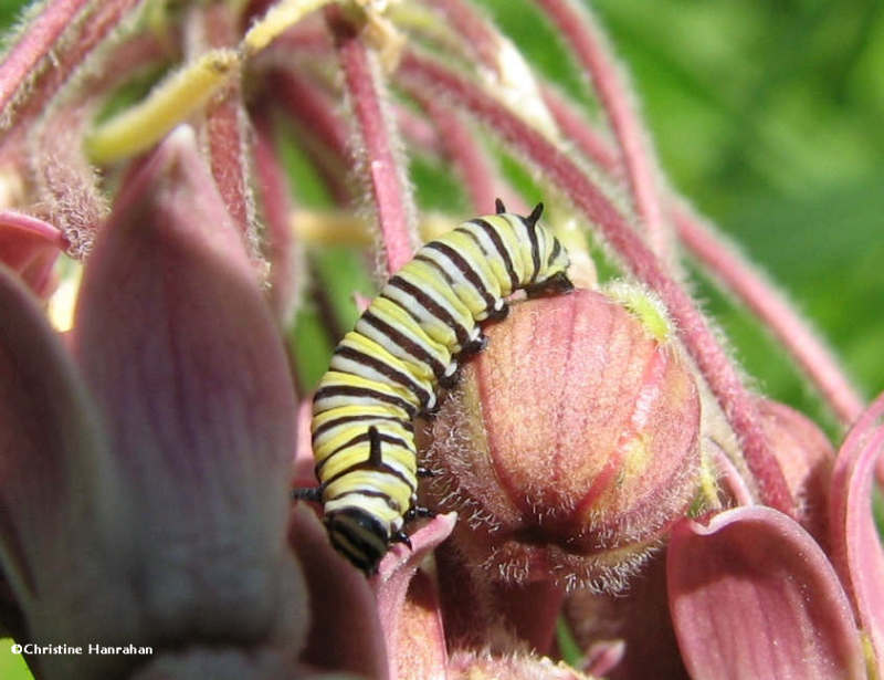 Monarch caterpillar amongst the flowers of Common milkweed