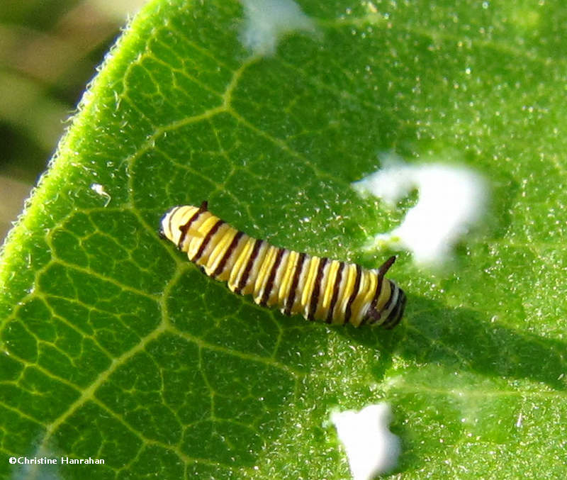 Monarch caterpillar