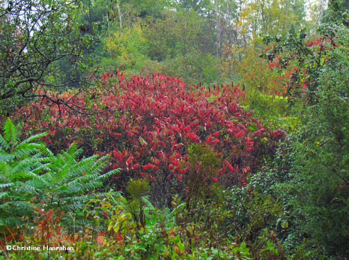 Autumn at FWG