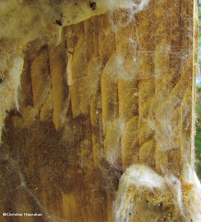 Bee moth  (Aphomia) work in a nest box