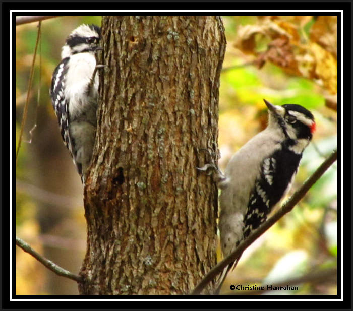 Downy woodpecker pair